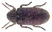 Xestobium rufovillosum