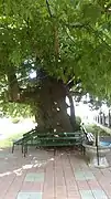 Centuries-old plane tree in mosque yard