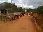 A rural road in Xiangkhouang Province.  This was the original Phuan homeland and Phuan is the primary Tai language of the province.