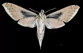 Female ventral