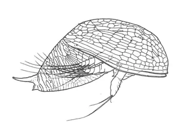 Y-nauplius illustration