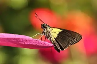 Ventral view