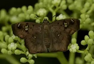 Dorsal view (wet-season form)