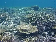 Coral reef