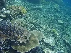 Coral reef