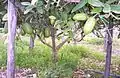 A Diamante Citron Tree in Calabria supported with sticks.