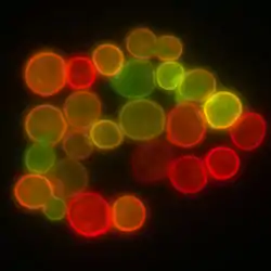 Yeast membrane protein imaging