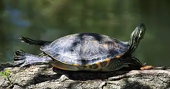 Turtle