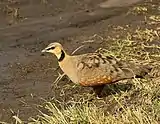 Male at Masai Mara