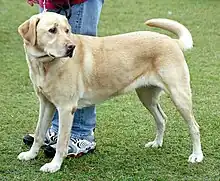 Yellow Labrador Retriever