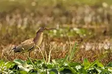 Yellow Bittern