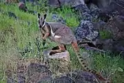 A yellow-footed rock-wallaby in the wild