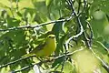 Breeding female S. p. aestiva, Horicon Marsh, Wisconsin (United States)