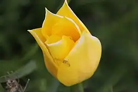 Yellow specimen (lake Manych-Gudilo).