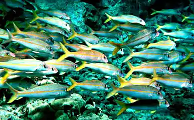 Image 46The yellowfin goatfish changes its colour so it can school with blue-striped snappers (from Coastal fish)