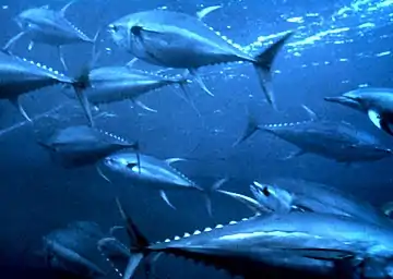 The yellowfin tuna Thunnus albacares