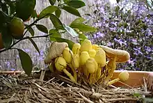 Image 28Yellow flower pot mushrooms (Leucocoprinus birnbaumii) at various states of development (from Mushroom)