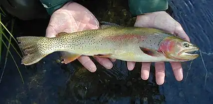 A fish with yellow and pink coloring, along with black spotting on the back part of its body, being held in a person's hands over water.