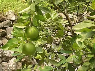 Pomelos or grapefruits in the neighboring town of Letianxi