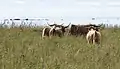 A herd of highland cattle