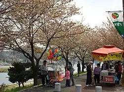 Yocheon River in spring (2008) - II