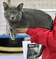 Korat Yog-Hurt's Atlach-Nacha at Turok Cat Show