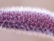 Young male catkin of a willow (Salix sp.)