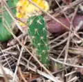 Seedling; notice the larger spines