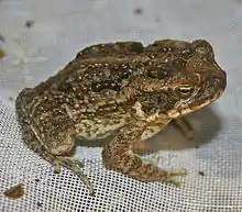 Sapo común(Bufo marinus)