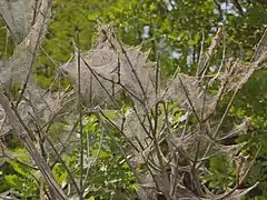 Collective nests