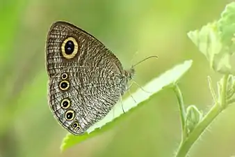 Ventral view