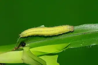 Larva