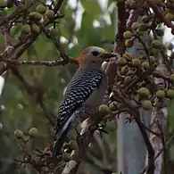 Female