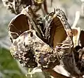 Dried and opened seedpod