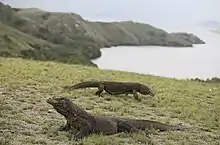 Image 75Komodo dragon at Komodo National Park (from Tourism in Indonesia)