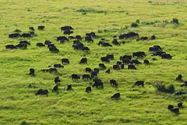 Herd of buffalo