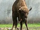 European bison