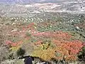 Cultivated R. coriaria, with olive trees, in Spain