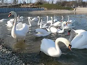 Swans