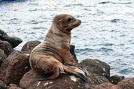 Galápagos sea lion (Zalophus wollebaeki)