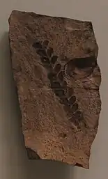 Zamites mandelslohi fossil leaf stem, with many leaflets