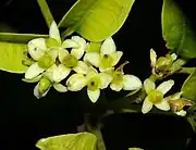 Female flowers