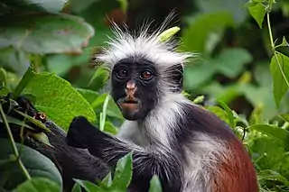 The red colobus of Zanzibar (Procolobus kirkii), taken at Jozani Fores