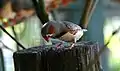 Domesticated zebra finch, southern France