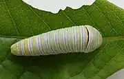 A green form larva