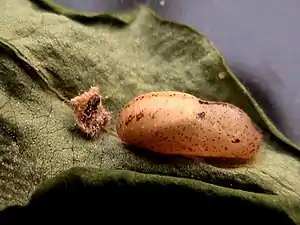 Pupa