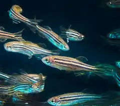 Zebrafish image