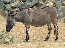 Zonkey