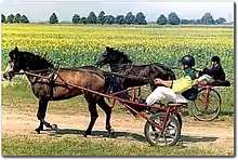 Image 79Žemaitukas, a historic horse breed from Lithuania, known from the 6–7th centuries, used as a warhorse by the Lithuanians (from Grand Duchy of Lithuania)