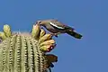 Bird atop cactus